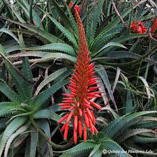 Image result for Aloe arborescens × inyangensis