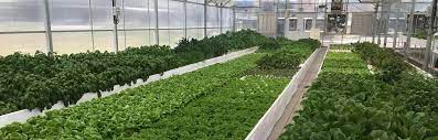Hydroponics Aquaponics Led Lights Manufacture And Supply In Dubai Uae