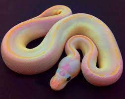 Yeees A Rainbow Snek Pet Snake Snake Photos Cute Snake