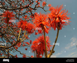 Image result for Erythrina abyssinica