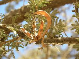 Image result for Acacia eriocarpa