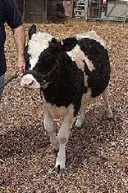 Why miniature cattle breeds (miniature cows) are the perfect animal for modern homesteading farms and ranches. Guide To Miniature Cattle Breeds For Small Modern Homesteading Farm