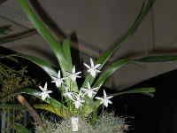 Image result for Jumellea usambarensis