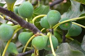 Maybe you would like to learn more about one of these? Fruit Trees That Produce Fruit Fast Garden Of Luma