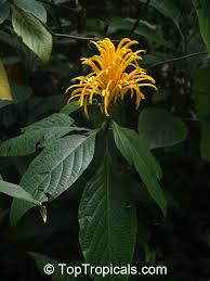 Image result for Justicia aurea