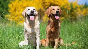 Golden Retriever Vs Labrador Retriever What S The Difference