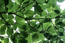 Buy leaf framed prints from our community of independent artists and iconic brands. Green Leaves Framed Prints By Sam Mitchell Buy Posters Frames Canvas Digital Art Prints Small Compact Medium And Large Variants