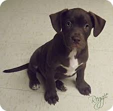 All locations united states alabama (5) arizona (1) arkansas (4) california (4) colorado (5) connecticut (1) georgia (7) idaho (3) illinois (5) indiana (1) iowa (6) kansas (1) kentucky (6) louisiana (2) michigan (5). Cannelton In Labrador Retriever Meet Reggie A Pet For Adoption