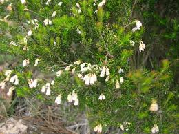 Image result for Erica arborea
