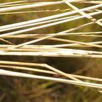 Image result for Trachypogon
