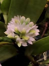 Image result for Calyptrochilum