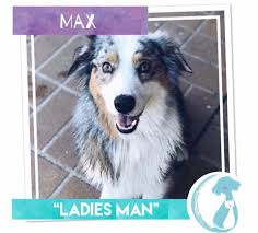 Check spelling or type a new query. Max Medium Male Australian Shepherd Dog In Qld Petrescue