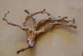 Image result for Corallocarpus welwitschii