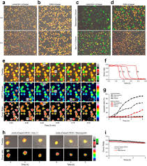 Whenever i hear bleb formation, that's what i always go to. Natural Killer Cells Induce Distinct Modes Of Cancer Cell Death Discrimination Quantification And Modulation Of Apoptosis Necrosis And Mixed Forms Journal Of Biological Chemistry