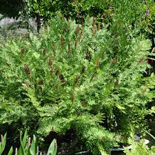 Image result for Osmundaceae