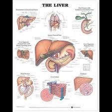 The Liver Anatomical Chart Laminated By Anatomical Chart