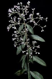 Image result for Vernonanthura polyanthes