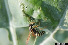 How to deal with wasps in the garden. Hot Take Wasps Are Good Umn Extension