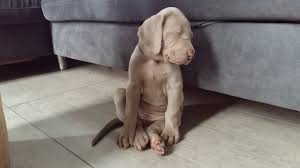 In the us, a weimaraner puppy costs from about $400 to $2,600. 5 Things To Know About Weimaraners
