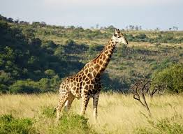 So can the most deadly snake (the. Animals In Masai Mara What Wildlife Can Be Seen On Safari In Masai Mara Park Kenya Including Big Five Big Nine