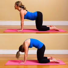 Pregnancy yoga cat pose and cow pose with pregnancy yoga expert lucy howlett. Cat Cow Pose Benefits Steps Precautions Yogaholism