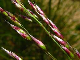 Image result for Avenella