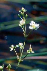 Image result for Caldesia parnassifolia