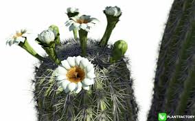 It is supported by a tap root that is only a pad about three feet long, as well as numerous stout roots no deeper than a foot, emanating radially. Frederic Bec 3d Saguaro Cactus Flowers Carnegiea Gigantea