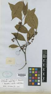 Image result for Malouetia bequaertiana