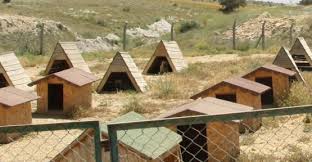 Nevsehir Hayvan Barinagi Sevgi Dagitacak Gonullulerini Bekliyor Fib Haber Nevsehir Haberleri