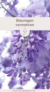 Blauregen Glyzinie Erfolgreich Vermehren Glyzinie Blauregen Pflanzen Blauregen