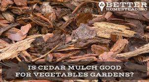 Does cedar mulch attract bugs? Cedar Mulch For Vegetable Gardens A Good Idea