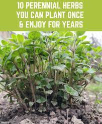 10 Perennial Herbs You Can Plant Once Enjoy For Years Perennial Herbs Outdoor Herb Garden Fall Garden Vegetables