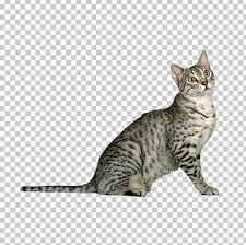 The arabian mau will be permitted to participate in international cat shows from january. Egyptian Mau Arabian Mau Burmese Cat Somali Cat British Longhair Png Clipart Animal Animals Carnivoran Cat