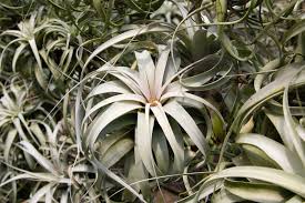 Image result for Xerophyta argentea