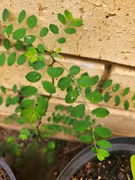 Image result for Phyllanthus pinnatus