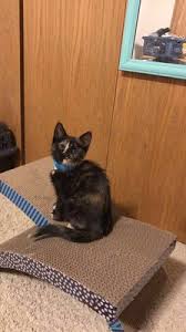 Pdsa pet care frequently asked questions. Veterinarians In Wahoo Ne Wahoo Ne Veterinarians Mapquest