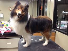 Pin By Lorri Case On Grooming Shetland Sheepdog Shetland Sheepdog Puppies Sheepdog