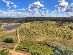 Glen Donald Estate Australian olive oil and farm visit experience