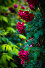We did not find results for: Rose Garden Wallpaper Nature Flowers Beautiful Flowers Wallpapers Beautiful Roses
