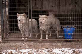 Nearly 170 Dogs All Samoyeds Rescued From Iowa Puppy Mill