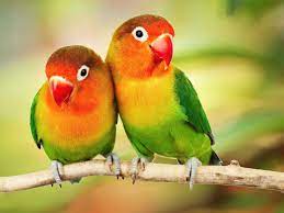 We did not find results for: Beautiful Tropical Birds Colorful Parrots Love Birds Parrots On Branch 4k Ultra Hd 1610 Desktop Backgrounds For Pc Mac Laptop Tablet Mobile Phone Wallpapers13 Com