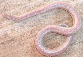 Pink Snake Pink King Snake Pink Rosy Snake Corn Snake Pink Snake