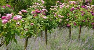 Auch die rosen wollen richtig geschnitten werden! Rosenpflanzen Rosenpflanzen Kaufen Gartenversandhaus De