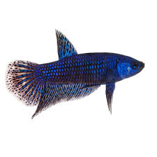 Betta Fish Vs Dwarf Gourami – Which Is Better? - Youtube