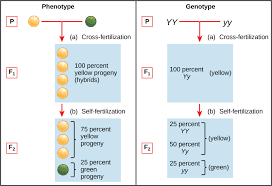 This tutorial demonstrates how to find all possible gametes, explains the role. 8 2 Laws Of Inheritance Concepts Of Biology