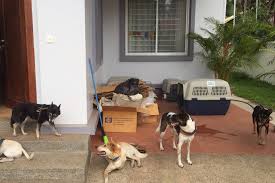 The long delayed travel bubble was first slated to begin in november, but was suspended after a. Moving To Thailand With A Dog Or Cat A Quick Guide