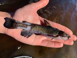 Image result for Agelanthus sp. aff. A. brunneus