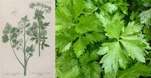 Image result for Apium graveolens