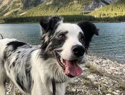 Red/white pup is male, black/white pup is female. 27 Best Australian Shepherd Mixes Mixed Aussies